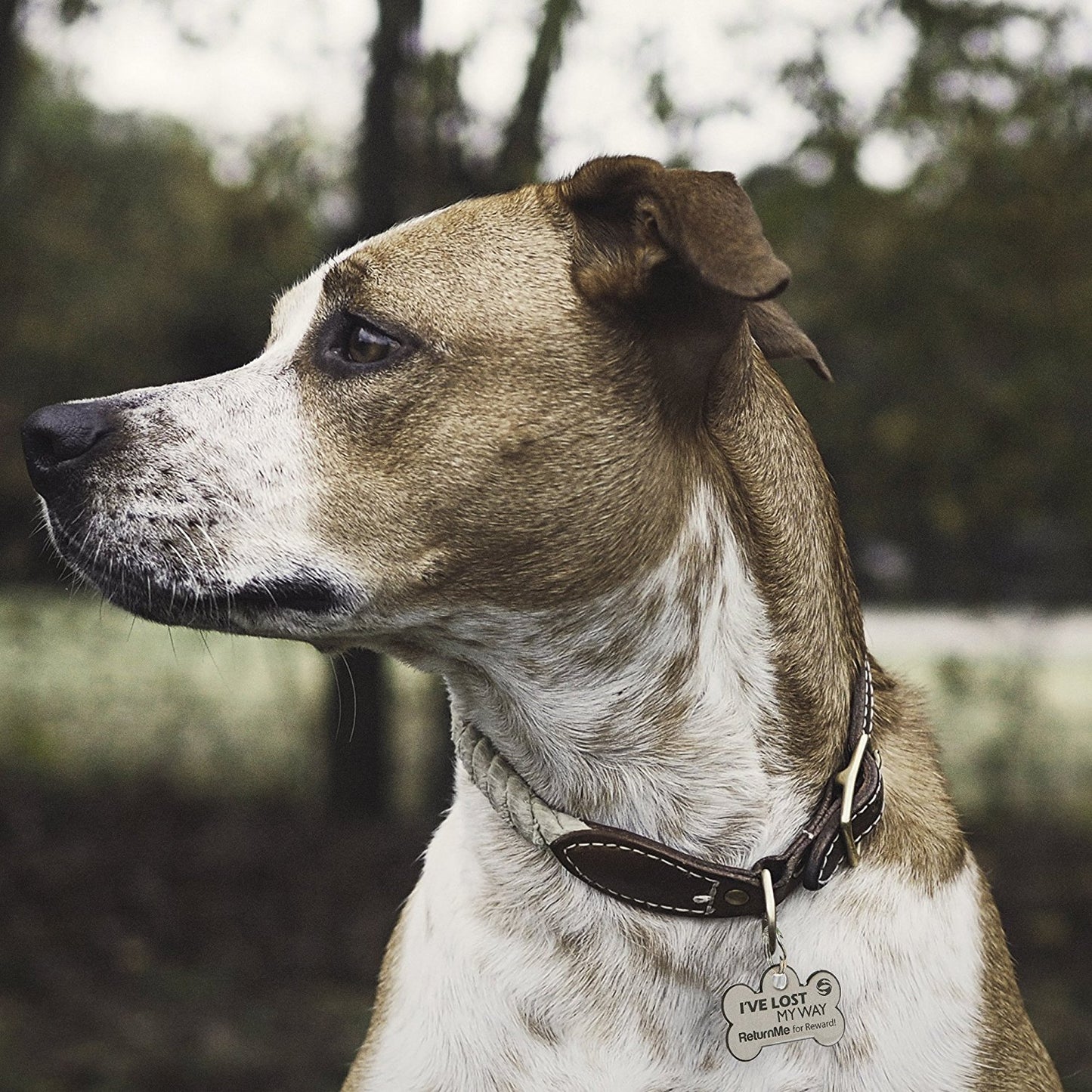 ReturnMe Pet Tag - ReturnMeTags