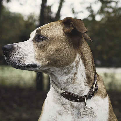ReturnMe Pet Tag - ReturnMeTags